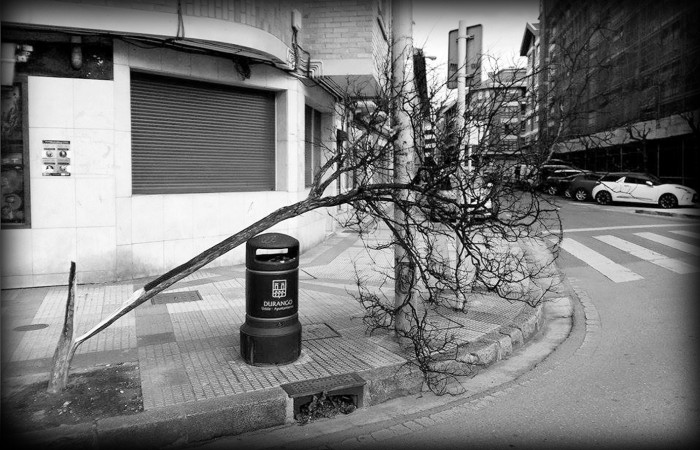 arbol
